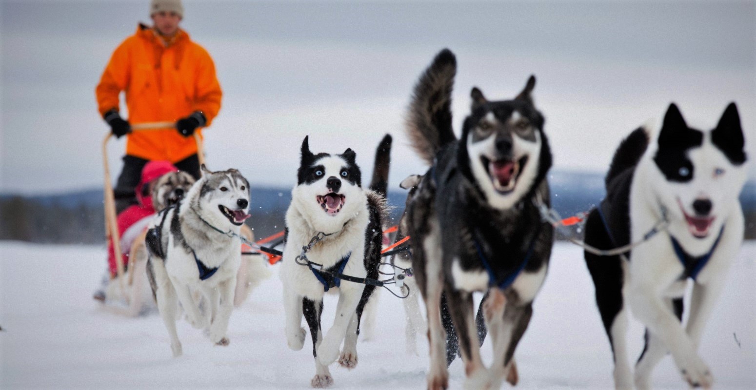 huskies en Salla